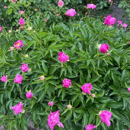 Dom wakacyjny An Der Heide. *