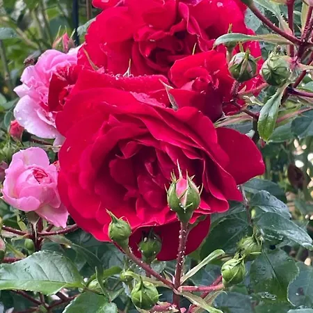 An Der Heide. Ferienhaus Weißwasser/Oberlausitz